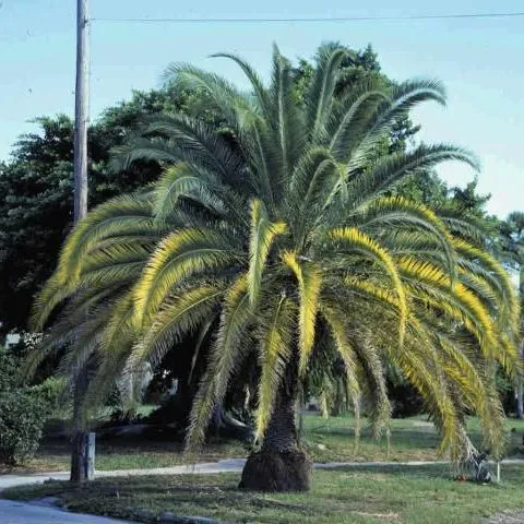 thumbnail for publication: Phoenix canariensis: Canary Island Date Palm